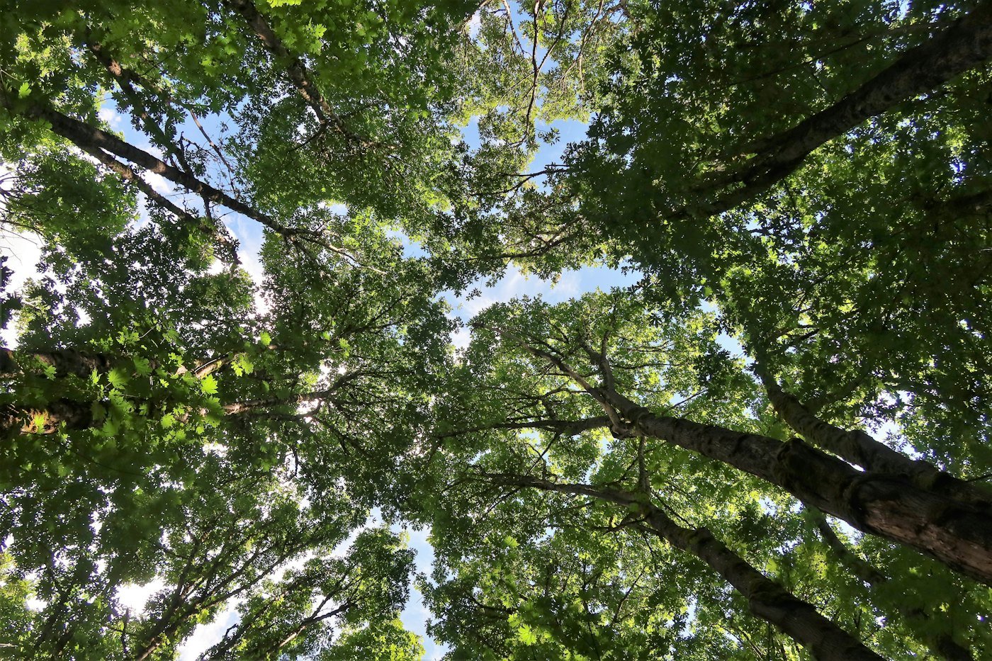 Looking up through the branches of a tree