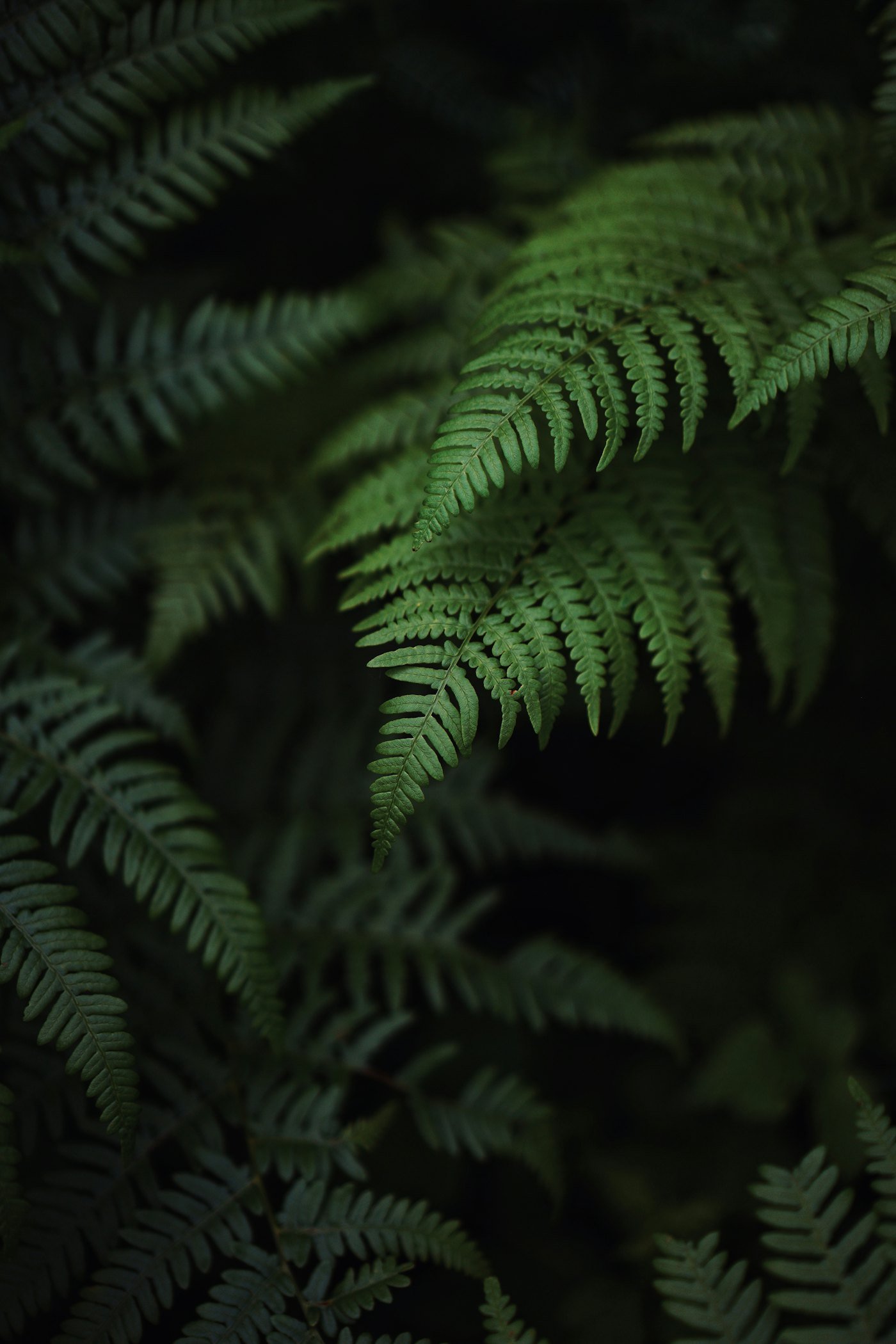 A fern unfurling